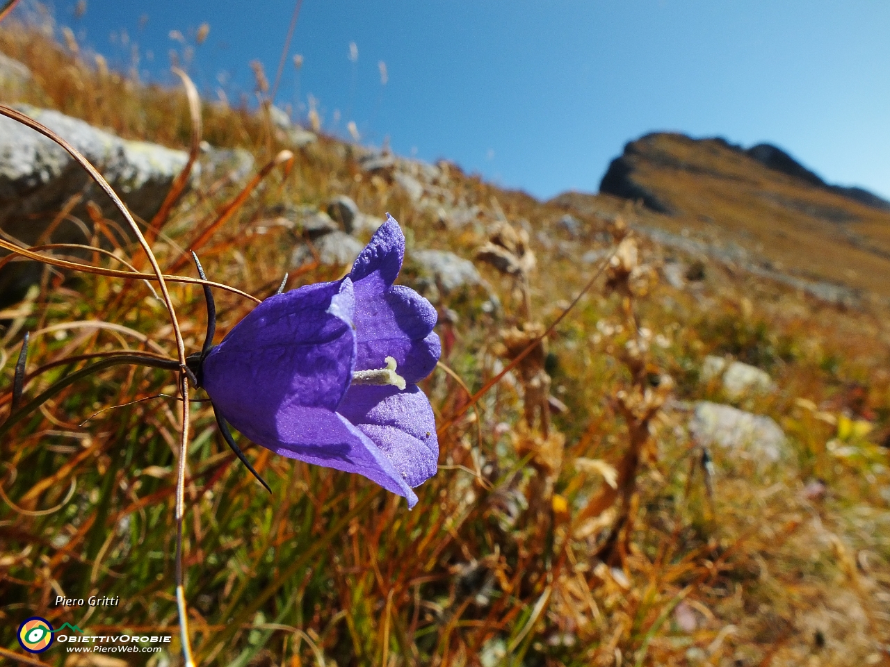 46 Campanula con vista in Pizzo Zerna.JPG